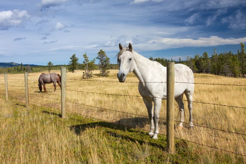 Agricultural Fence Installation
