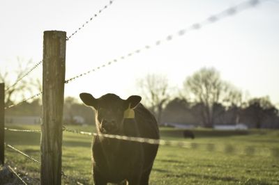 Farm Fence with Livestock